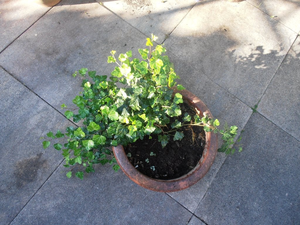Hedera in pot, Ophalen, Vaste plant, Bloeit niet, Halfschaduw
