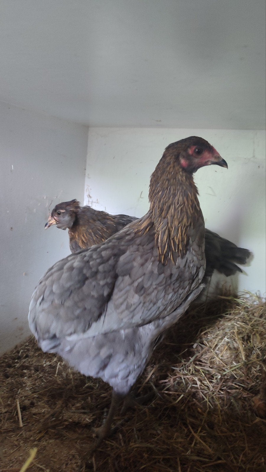 3 hennen: 2 jonge olivette en 1 marans, Dieren en Toebehoren, Pluimvee, Kip, Vrouwelijk