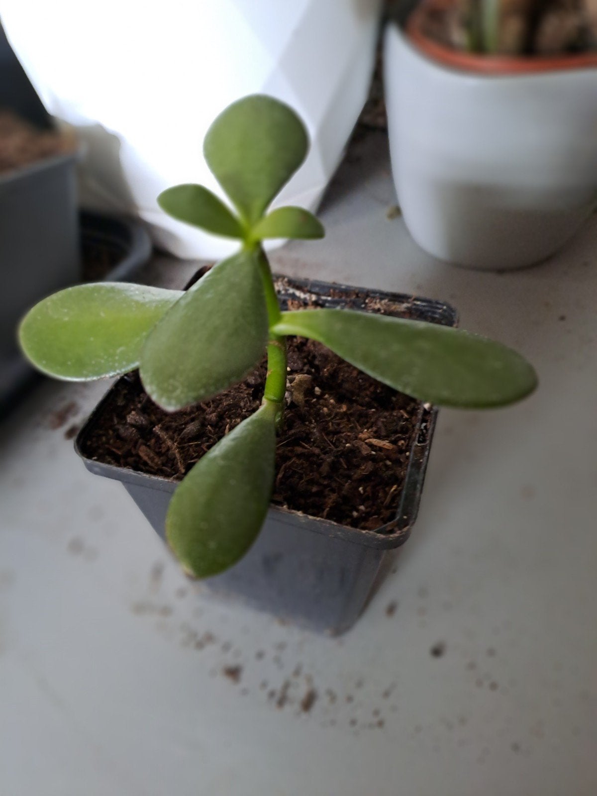 crassula (jadeplant), Huis en Inrichting, Ophalen, Vetplant, Halfschaduw, Minder dan 100 cm