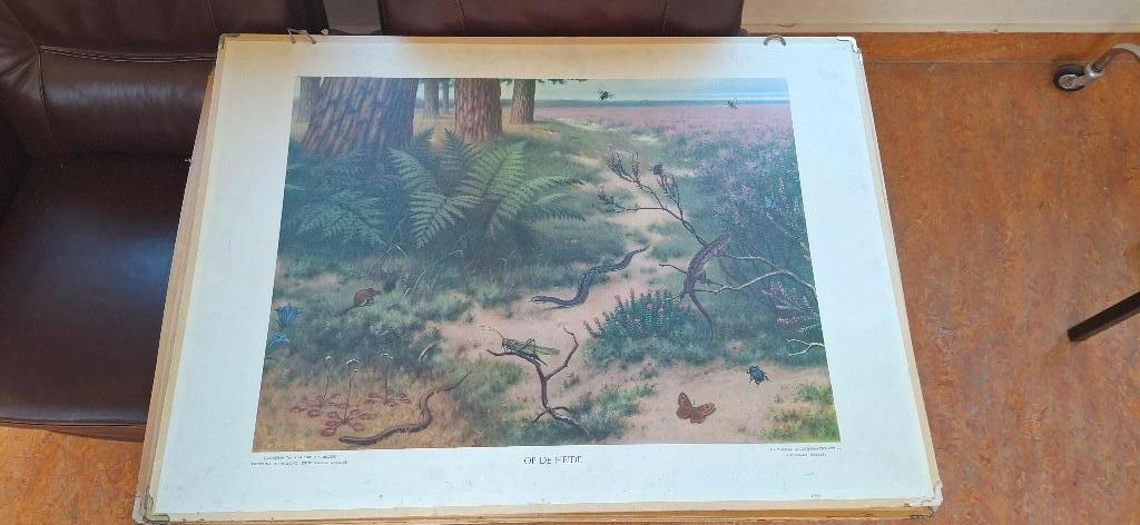 Schoolplaat, Antiek en Kunst, Antiek | Schoolplaten, Ophalen, Natuur en Biologie