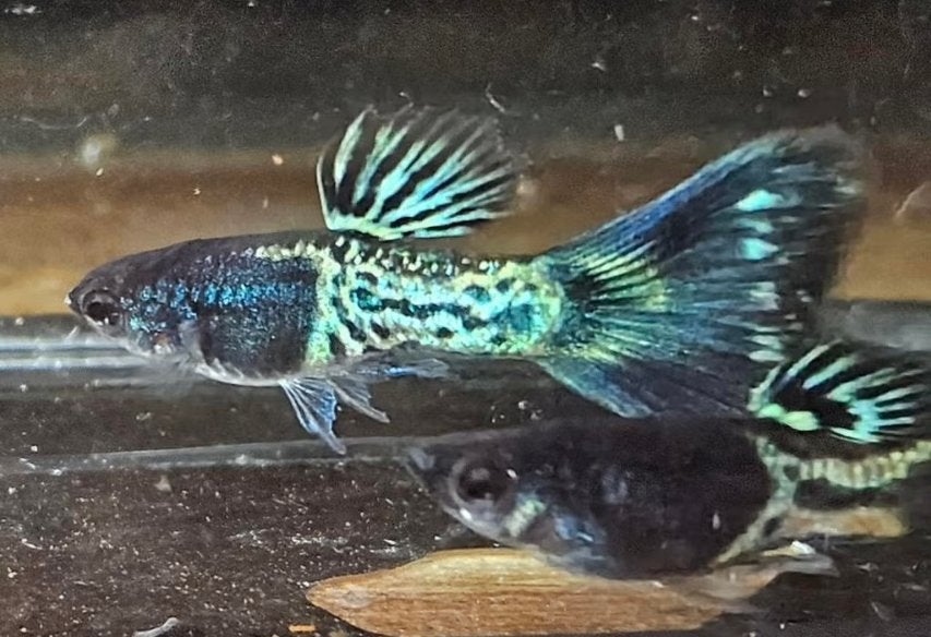 Guppy's, raszuivere Blue Metal Tail, Vis, Zoetwatervis