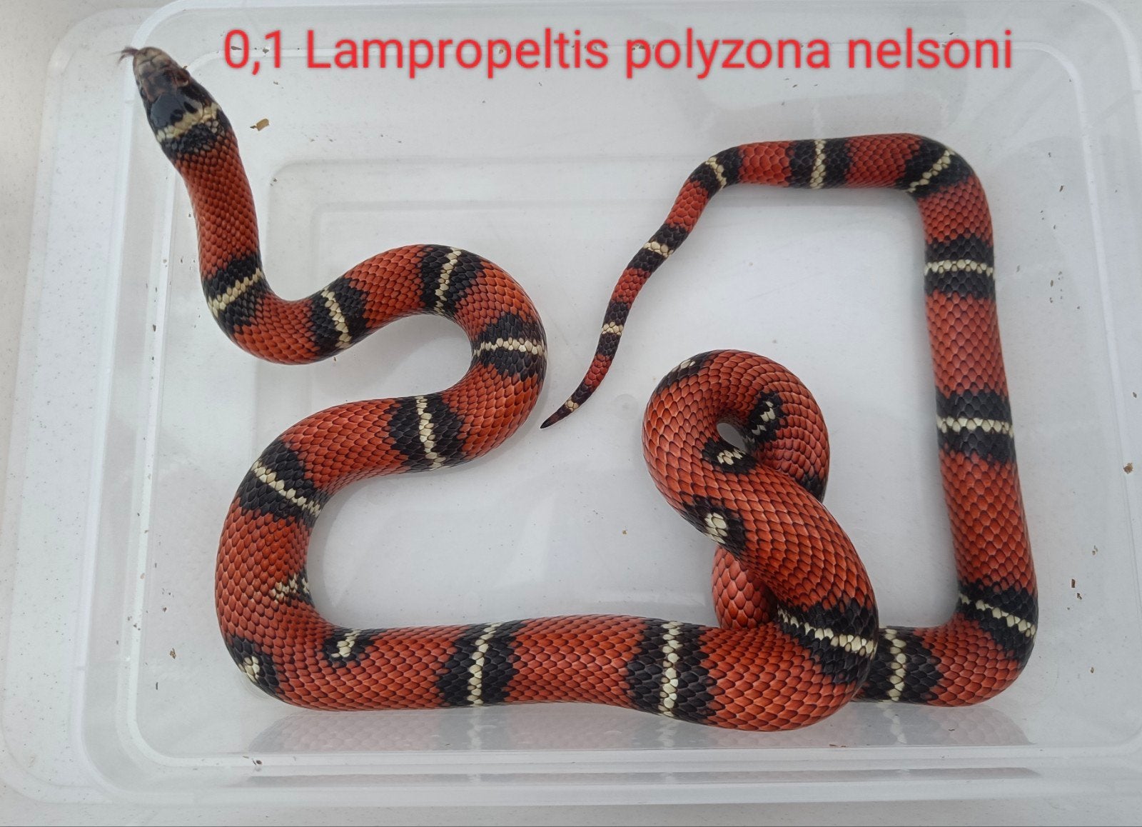Lampropeltis polyzona nelsoni Kingsnake - unknown for sale from Gert