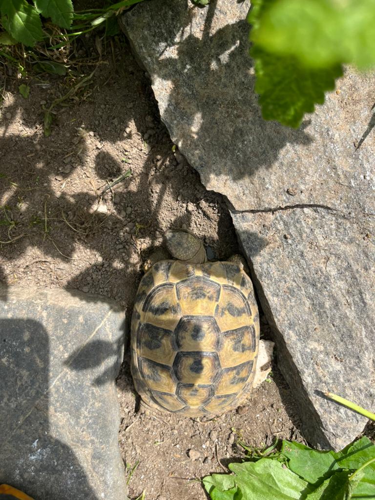 Griekse landschildpadden nakweek 2023 Tortoise - unknown for sale from Silvia