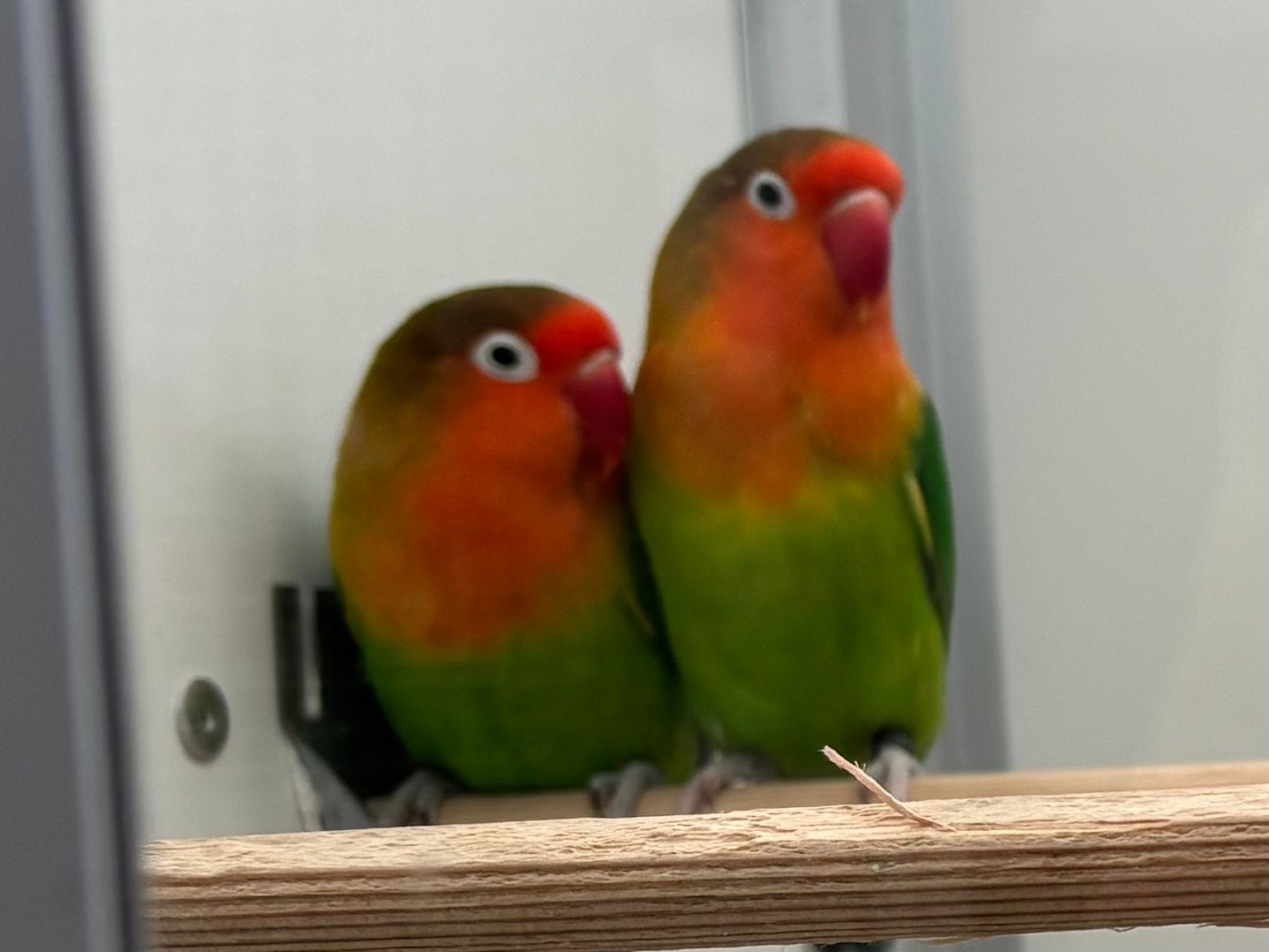 Broedkoppel agapornissen, Dieren en Toebehoren, Vogels | Overige Vogels, Geslacht onbekend