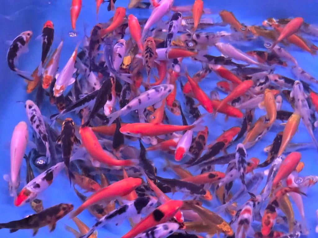 Koi 9–12 cm uit eigen kwekerij – Koidream Valburg, Karper of Koi
