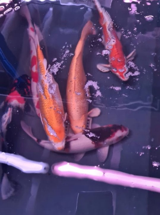 Import HQ Handpick koi - 40 /50 cm - Koidream Valburg, Dieren en Toebehoren, Karper of Koi