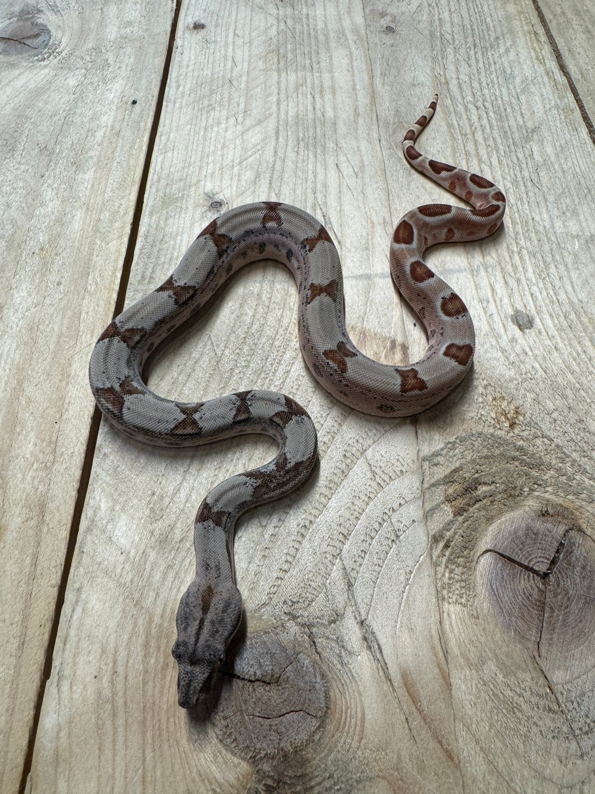 BCI Salmon Jungle het VPI 0.1, Dieren en Toebehoren, Reptielen en Amfibieën, Slang, 0 tot 2 jaar