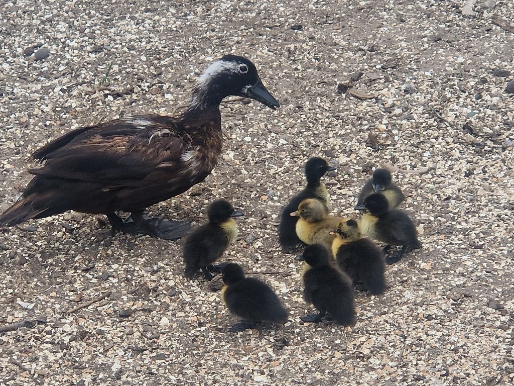 Eend met schattige eendenkuikens, Dieren en Toebehoren, Pluimvee, Meerdere dieren, Eend