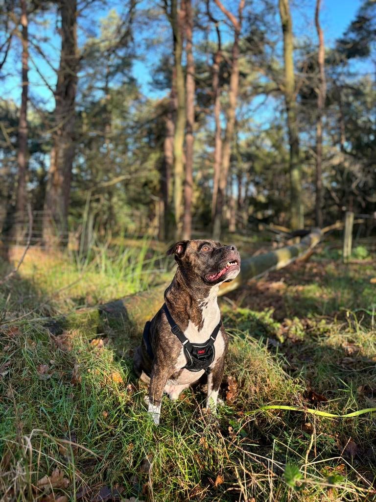 Allerliefste hond zoekt een nieuw huisje