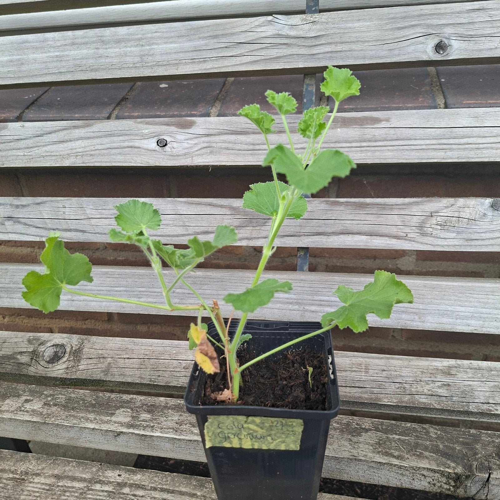Cola geranium stek, Ophalen, Overige soorten, Volle zon