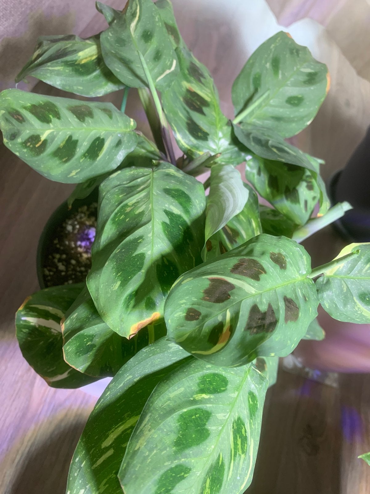 Maranta, Ophalen, In pot, Halfschaduw, Minder dan 100 cm