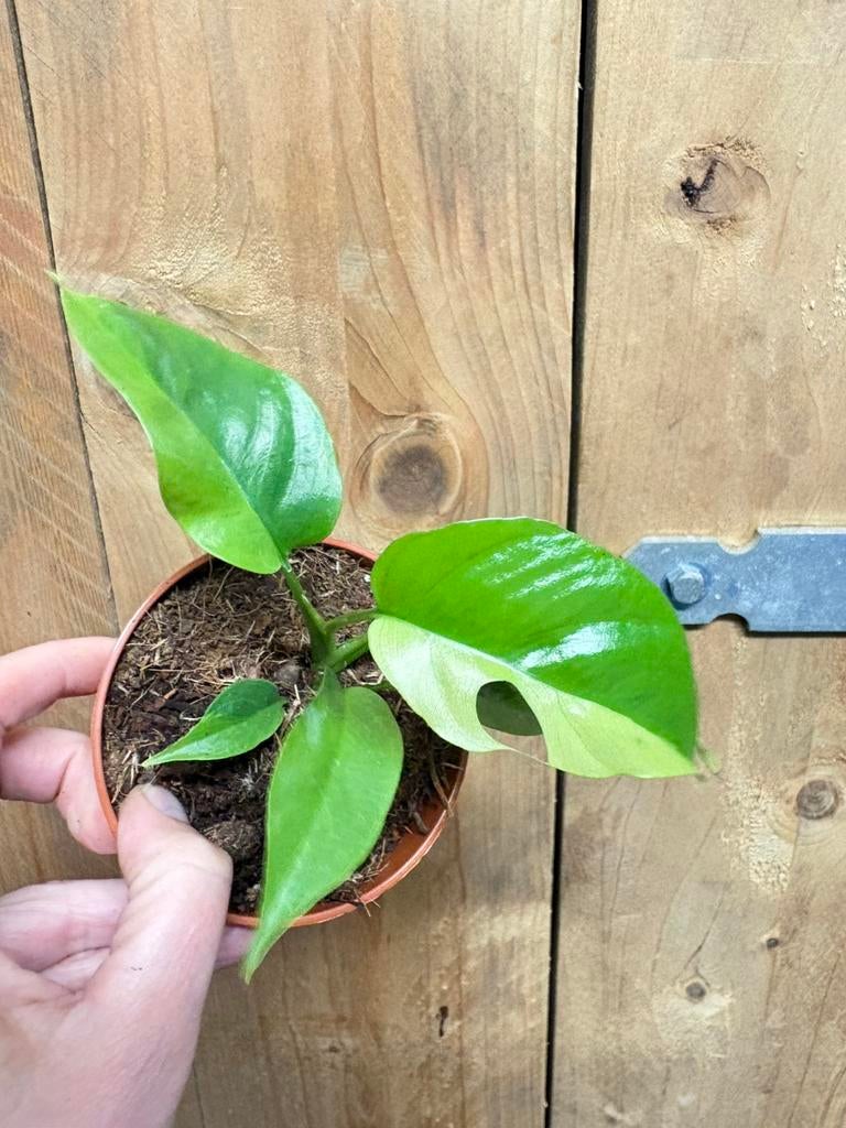 Rhapidophora tetrasperma plant monstera minima halfmoon, Huis en Inrichting, Kamerplanten, Ophalen of Verzenden, Halfschaduw, Minder dan 100 cm