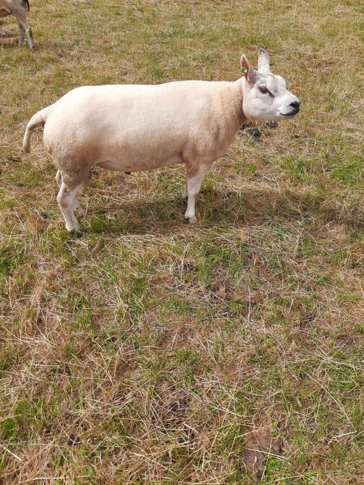 Te koop Texelaars Dekrammen, Mannelijk, Schaap