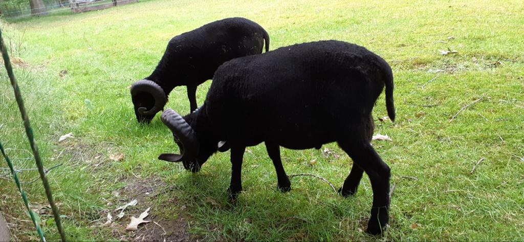 Gezocht: zwarte ram met stamboom vanaf ca 2 jaar, Dieren en Toebehoren, Schapen, Geiten en Varkens, Mannelijk, Schaap