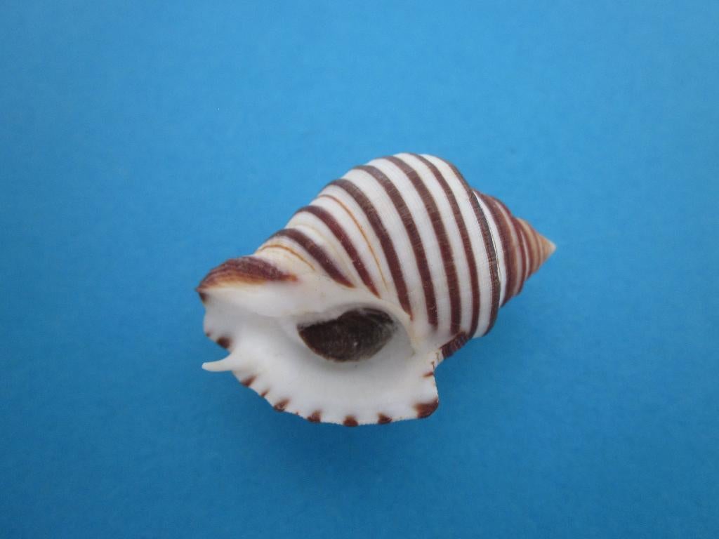 Schelpen: mix 2, Verzamelen, Mineralen en Fossielen, Ophalen of Verzenden, Schelp(en)