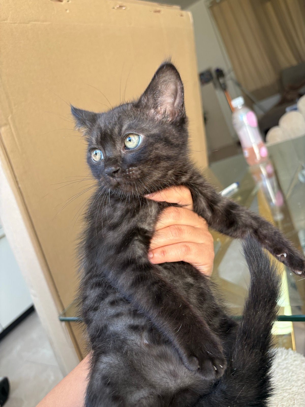 Bengaal x britse korthaar kitten, Kater, Kortharig, 0 tot 2 jaar