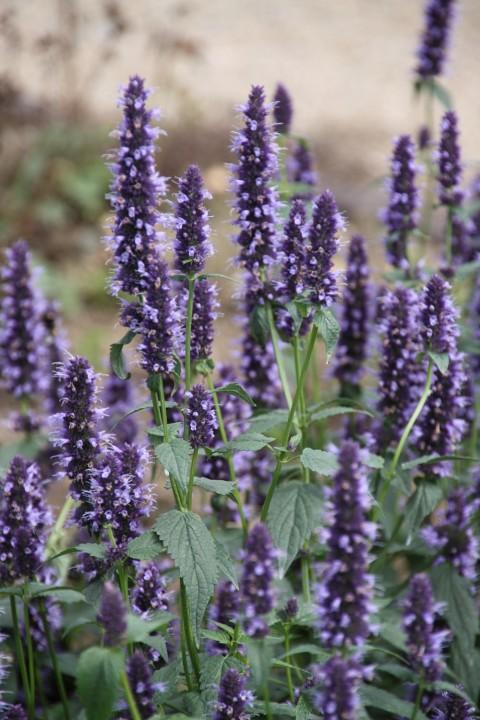 Agastache black adder in een P9 pot., Overige soorten, Volle zon, Vaste plant, Ophalen of Verzenden