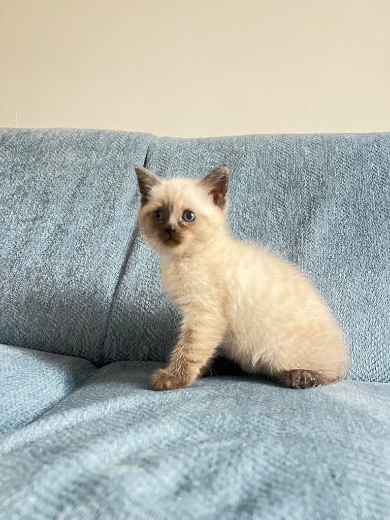 Ragdoll kitten, Dieren en Toebehoren, Poes
