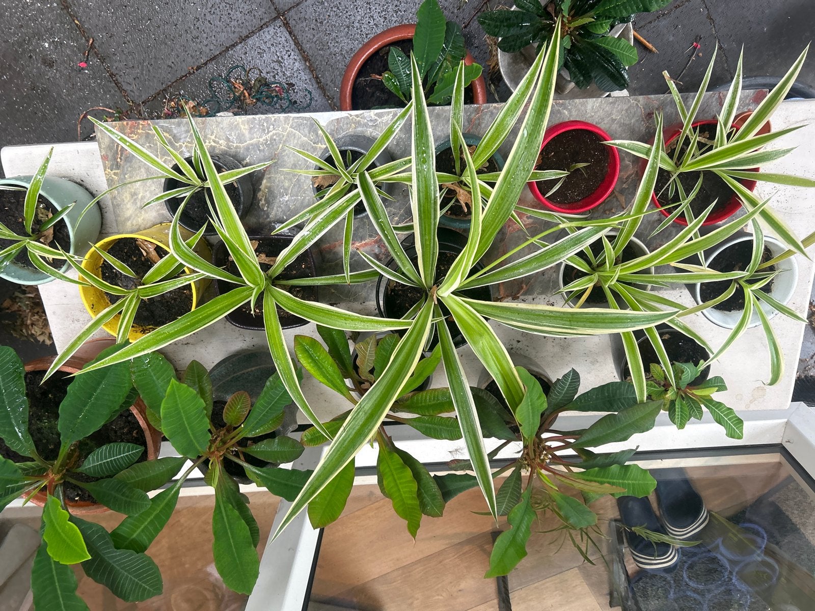 Graslelie (Chlorophytum comosum) in pot, Tuin en Terras, Overige soorten, Vaste plant, Ophalen of Verzenden, Bloeit niet