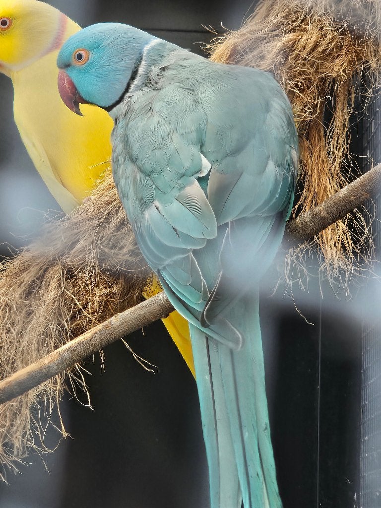 Koppel Halsbandparkieten | Blauw | 2025, Dieren en Toebehoren, Meerdere dieren, Parkiet, Geringd