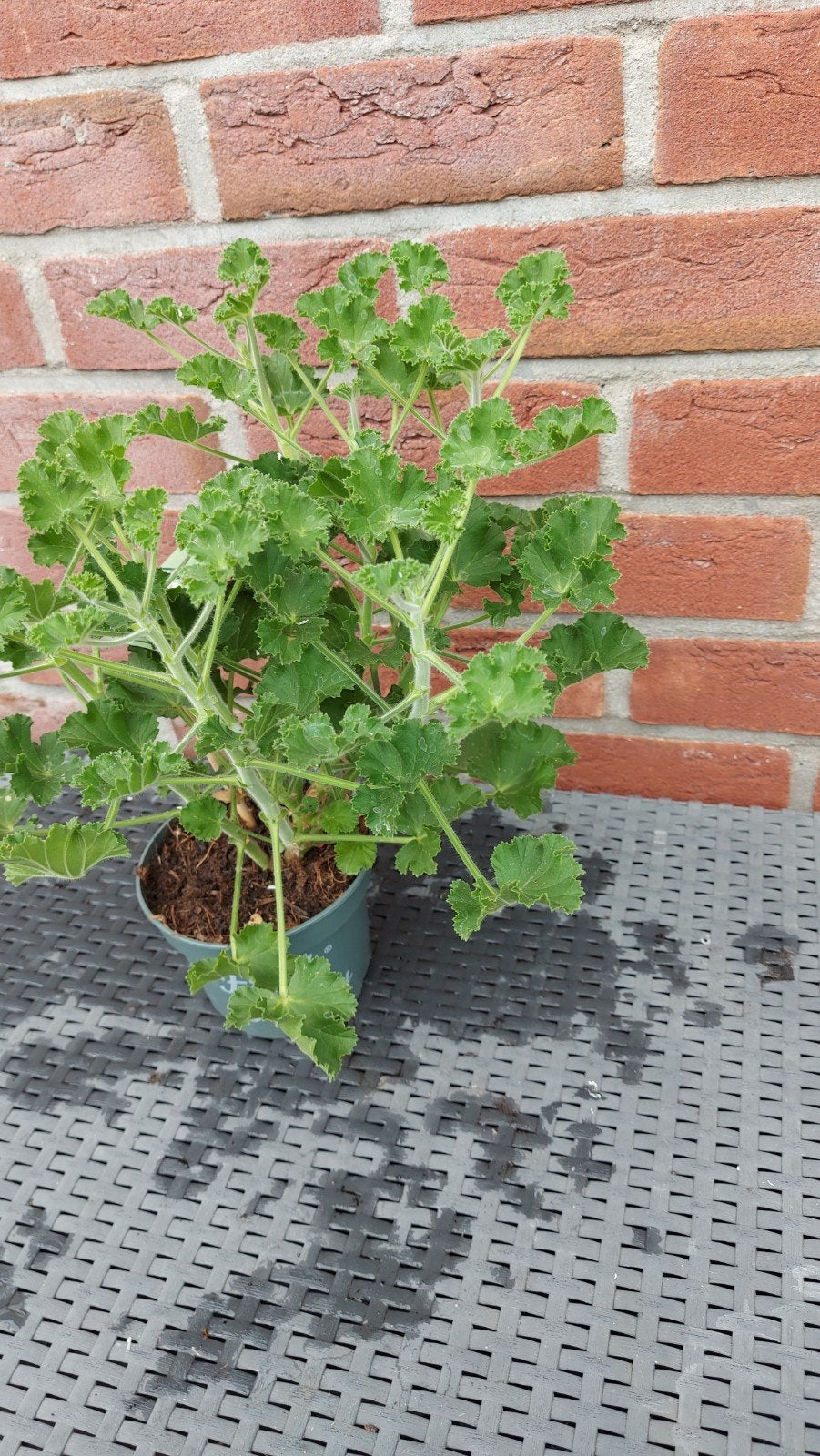 Geranium Colageur, Tuin en Terras, Ophalen, Overige soorten, Volle zon