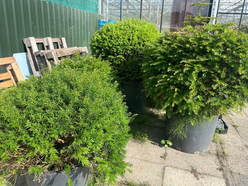 taxus bollen, Ophalen, Taxus, Struik, 100 tot 250 cm
