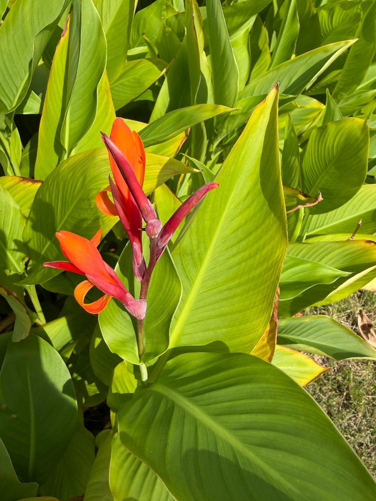 Cannas bloembollen, Ophalen, Gehele jaar, Volle zon, Bloembol