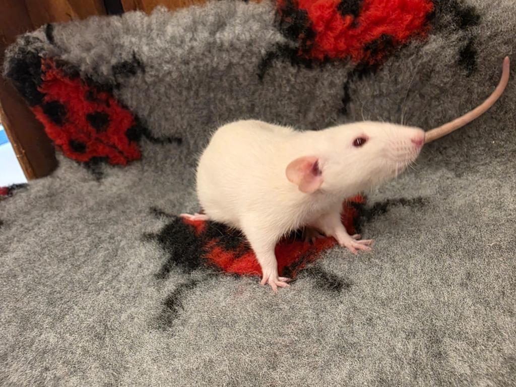 Tamme ratten vrouw, Dieren en Toebehoren, Knaagdieren, Rat, Vrouwelijk, Januari, Tam