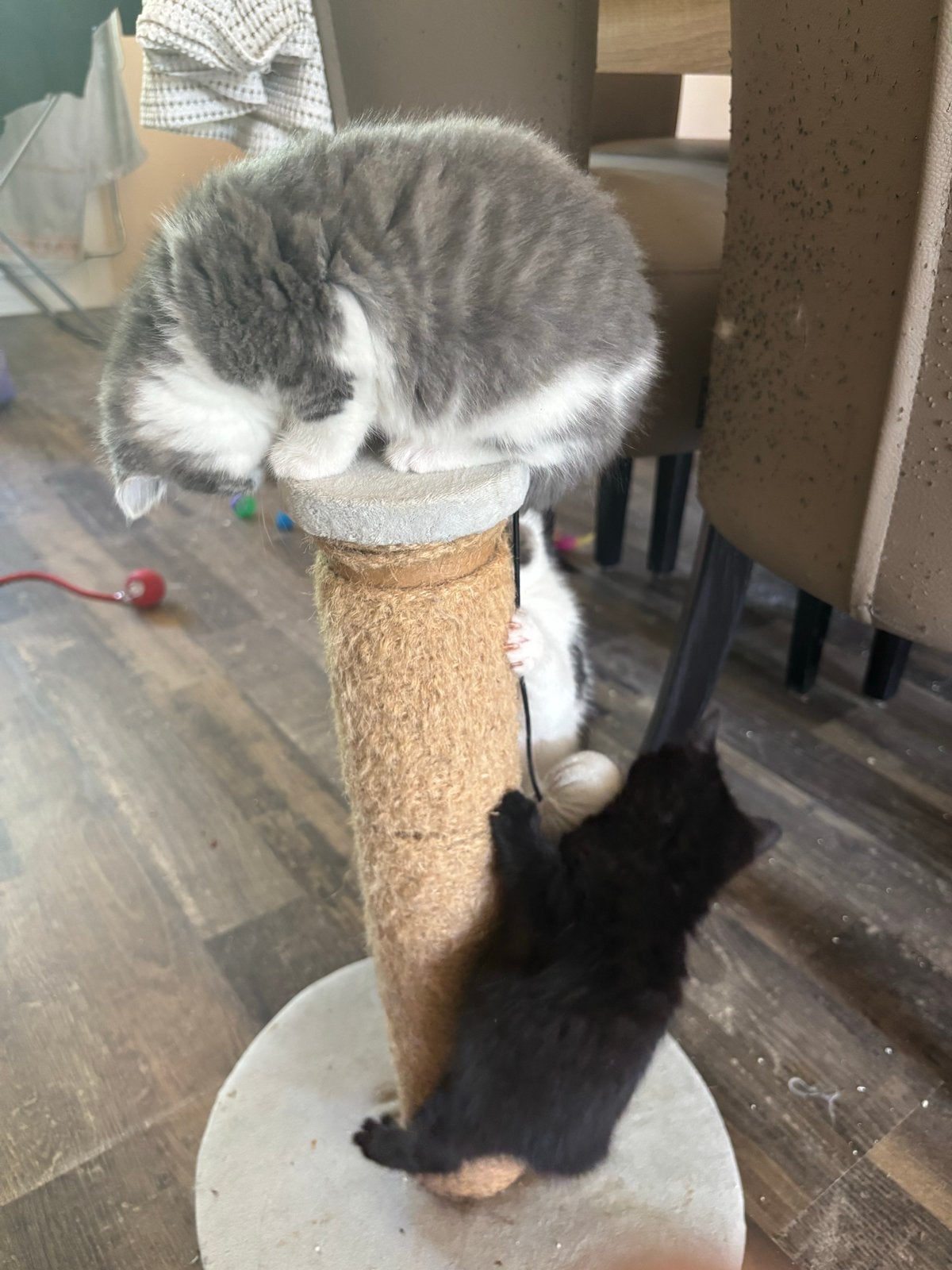 Noorse Boskat katten, Kater, Langharig