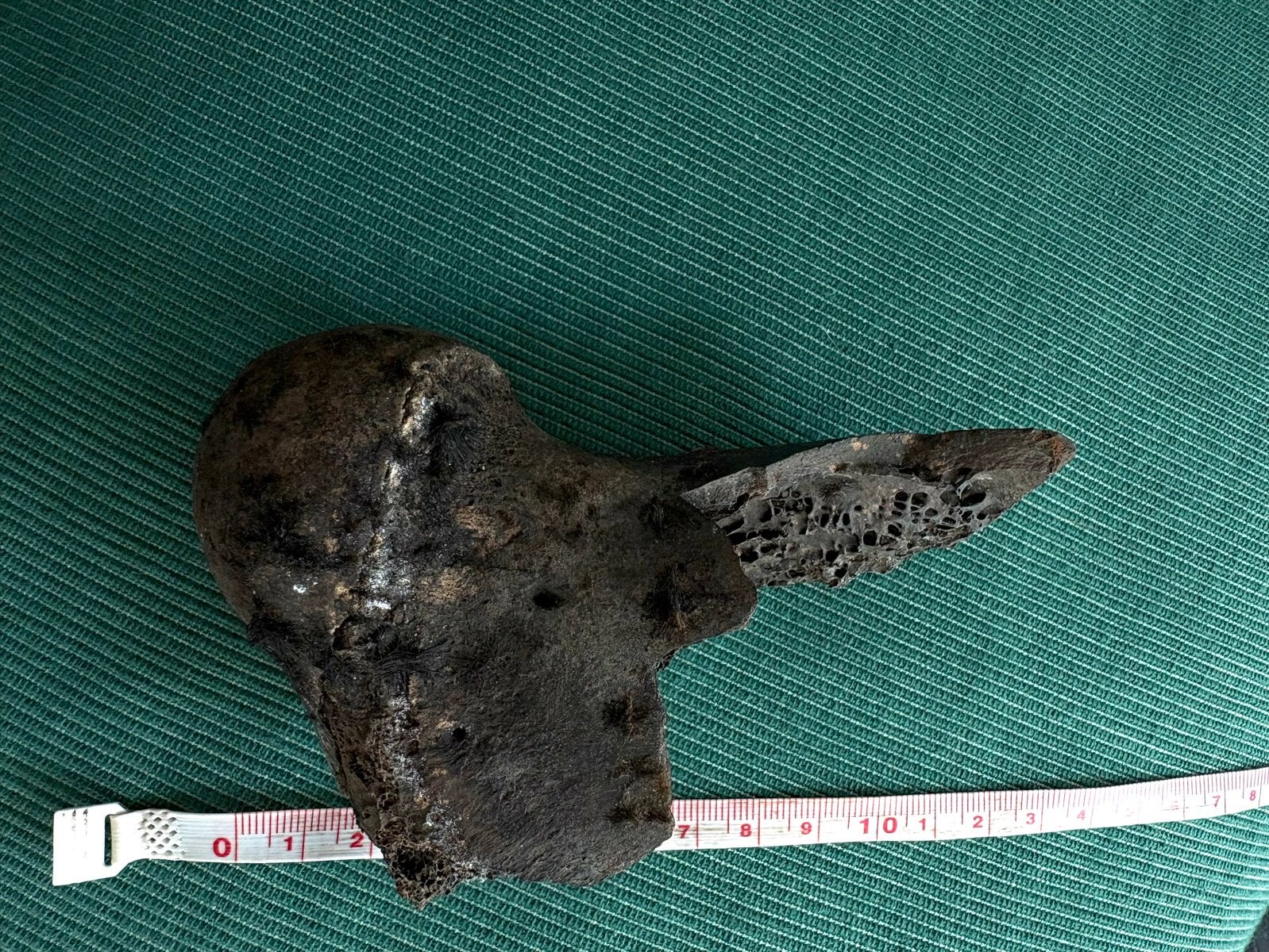 Fossiel botfragment, Ophalen of Verzenden, Fossiel