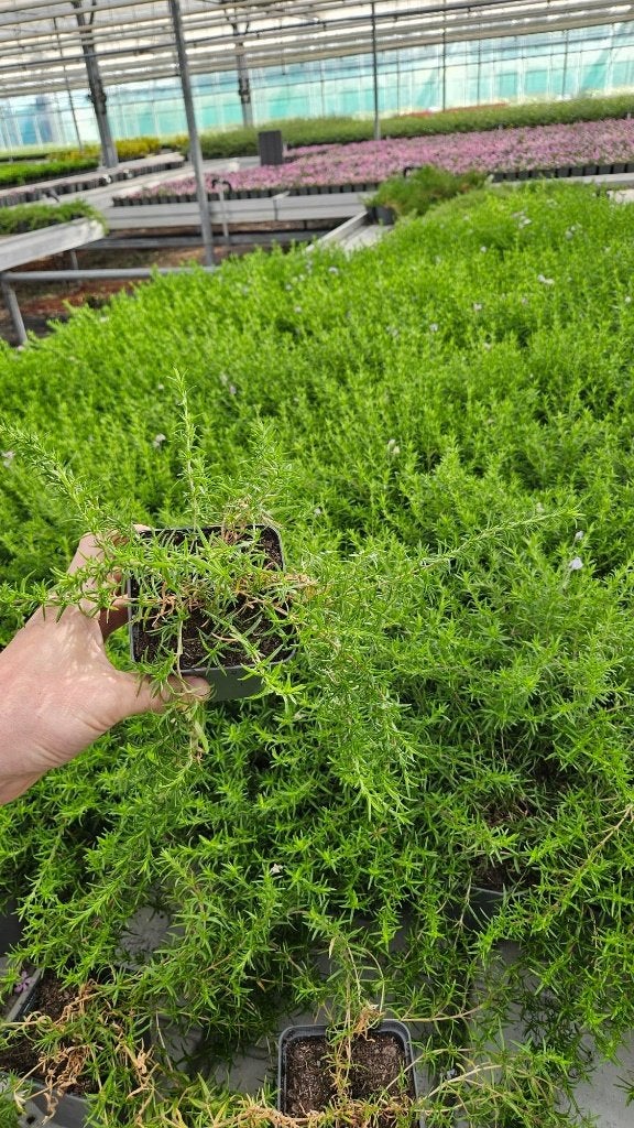 300 stuks Phlox - vlambloem - Roze + Paarse bloem, Bodembedekkers, Volle zon, Vaste plant, Ophalen of Verzenden
