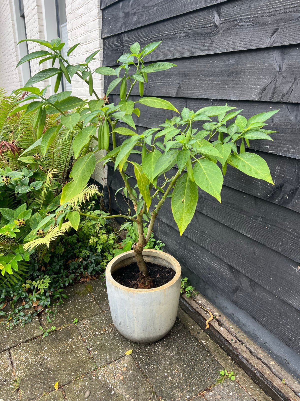 Witte Datura plant in pot - prachtige bloeier, Volle zon, Eenjarig, Zomer, Ophalen
