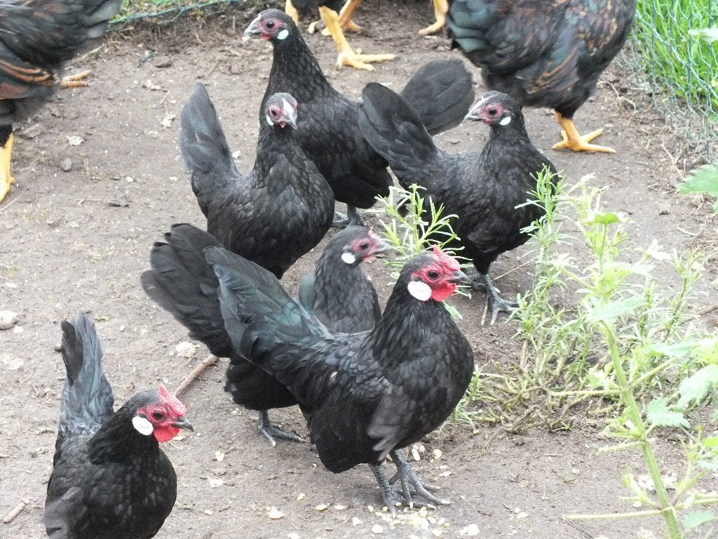 Java kriel hen kip halfwas, Dieren en Toebehoren, Pluimvee, Kip, Vrouwelijk