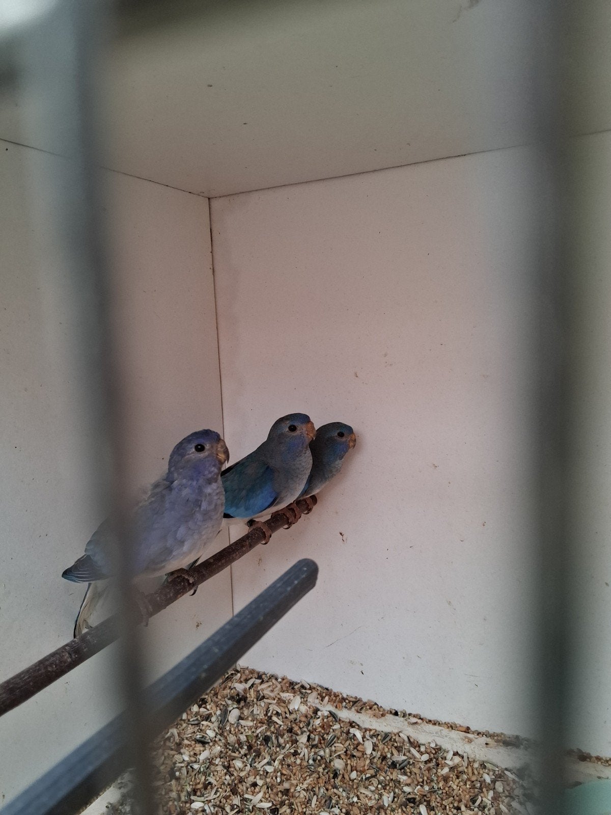 Splendits witbort e opeline 5 jonge van februari, Dieren en Toebehoren, Meerdere dieren, Parkiet, Geringd