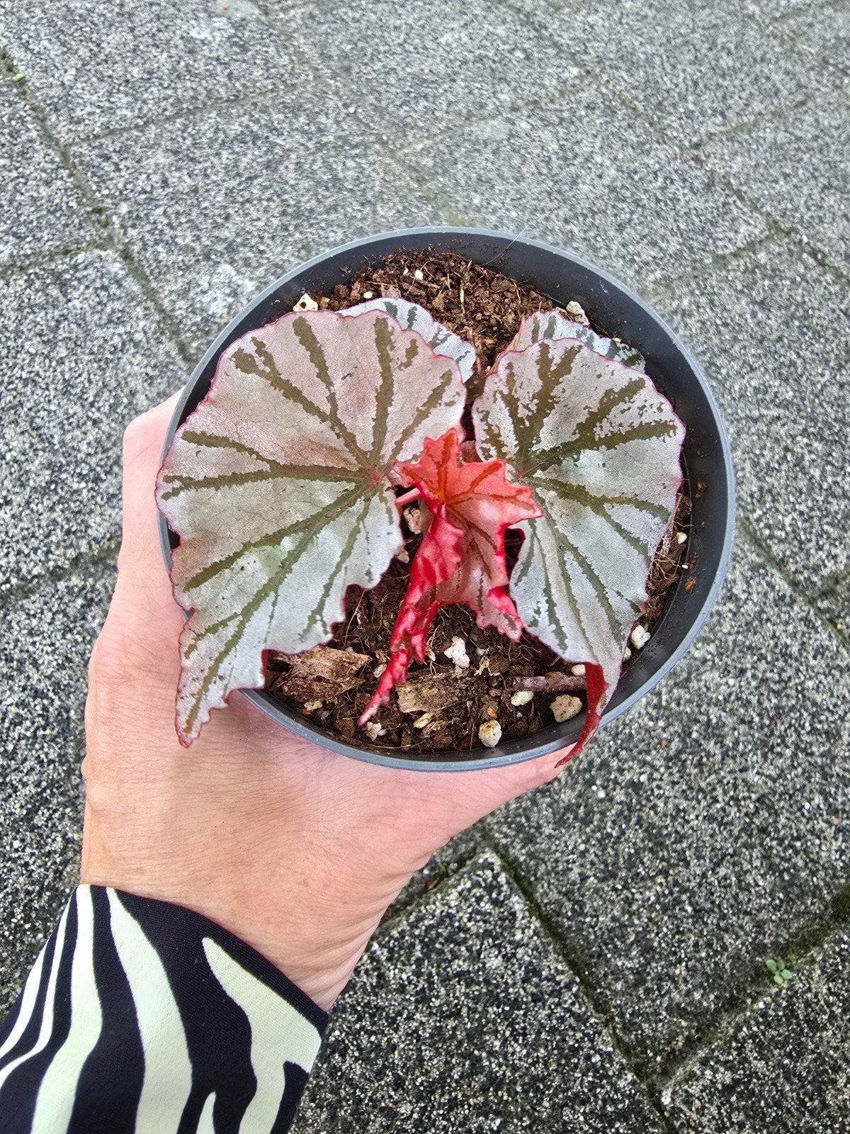 Begonia looping glas, Ophalen of Verzenden, Halfschaduw, Minder dan 100 cm