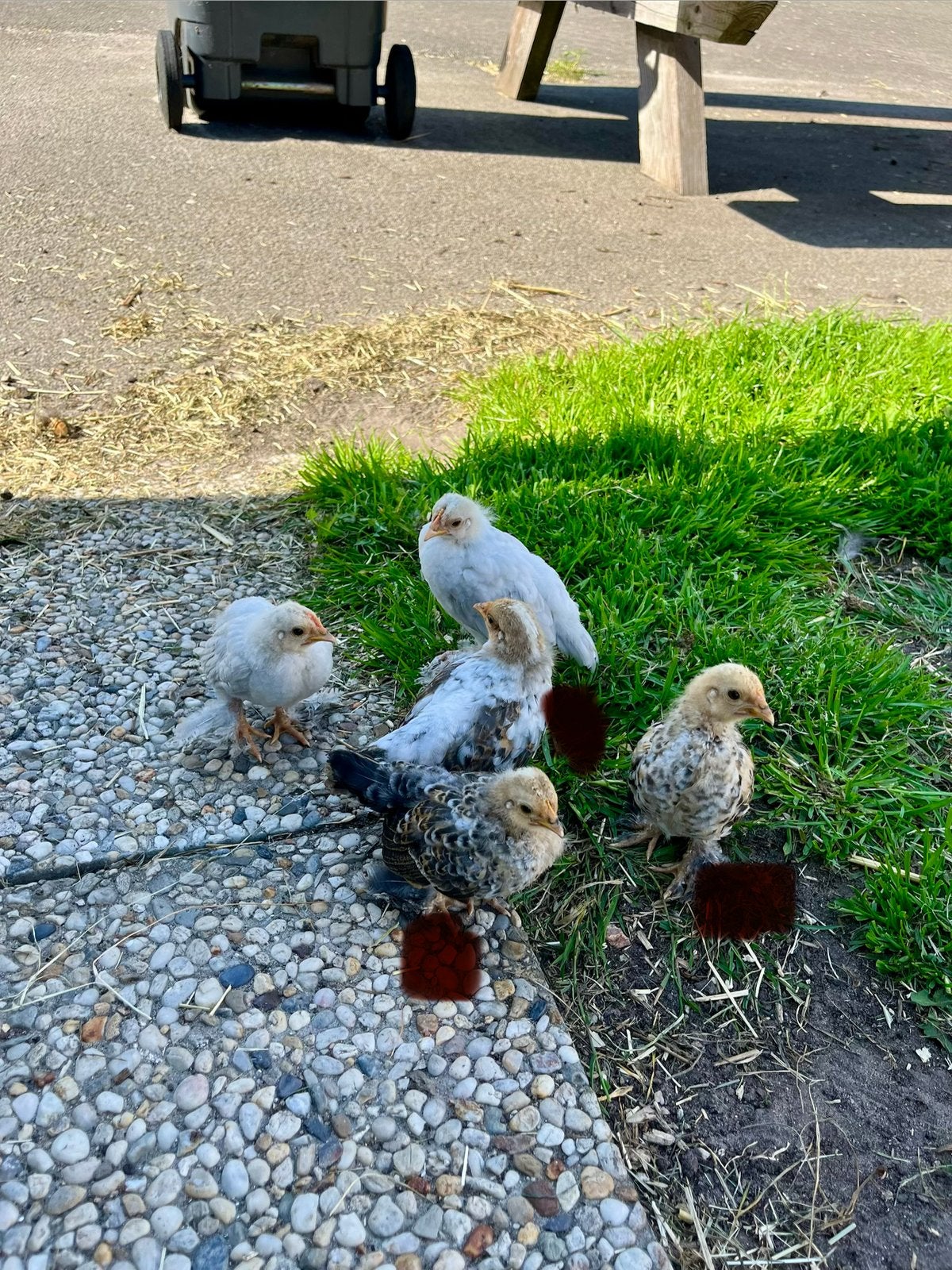Sabelpoot kriel hennetjes/haantjes, Meerdere dieren, Kip
