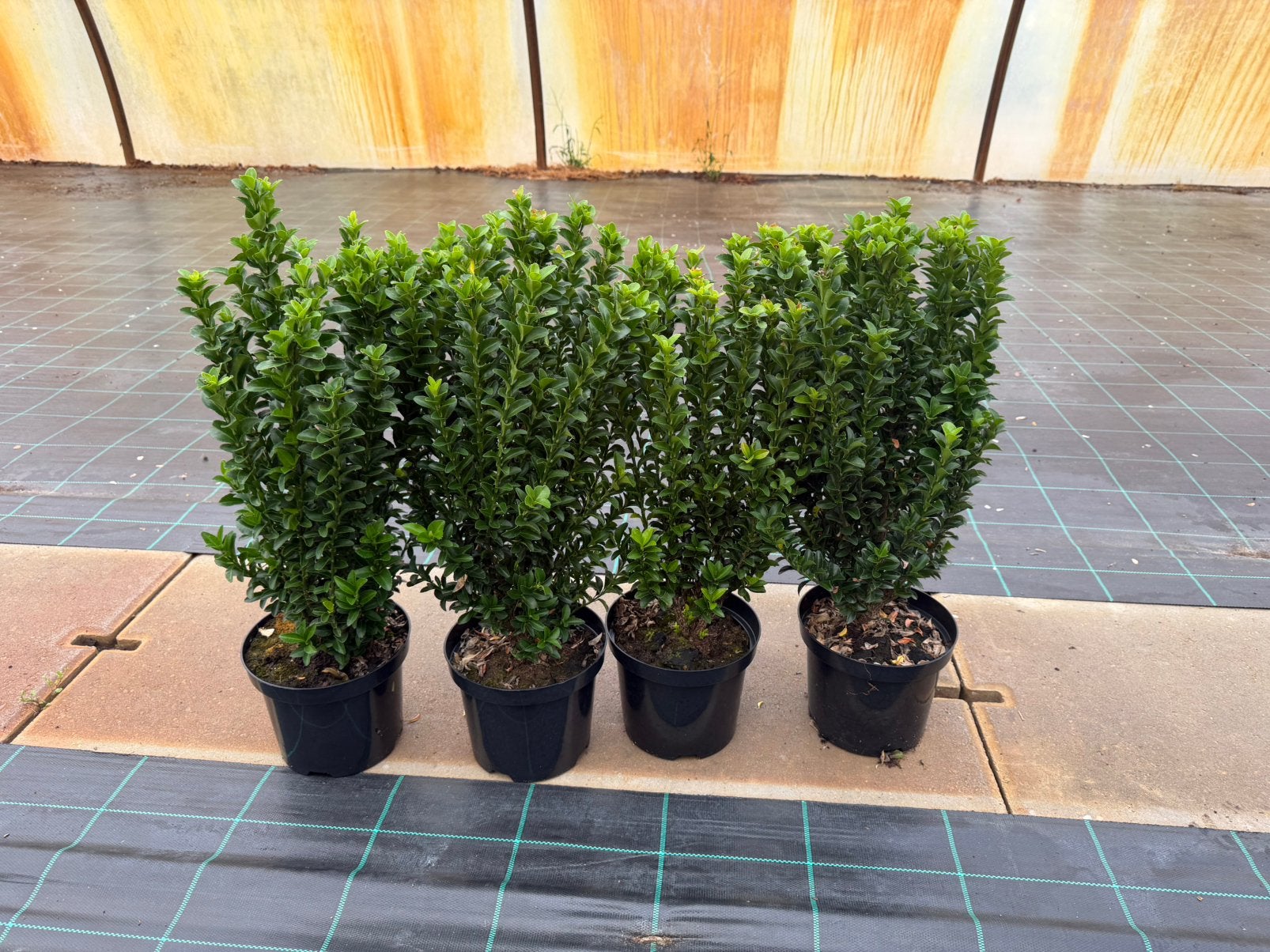 Euonymus green spire. Buxus vervanger. Haagplanten, Tuin en Terras, Ophalen, Buxus, Minder dan 100 cm