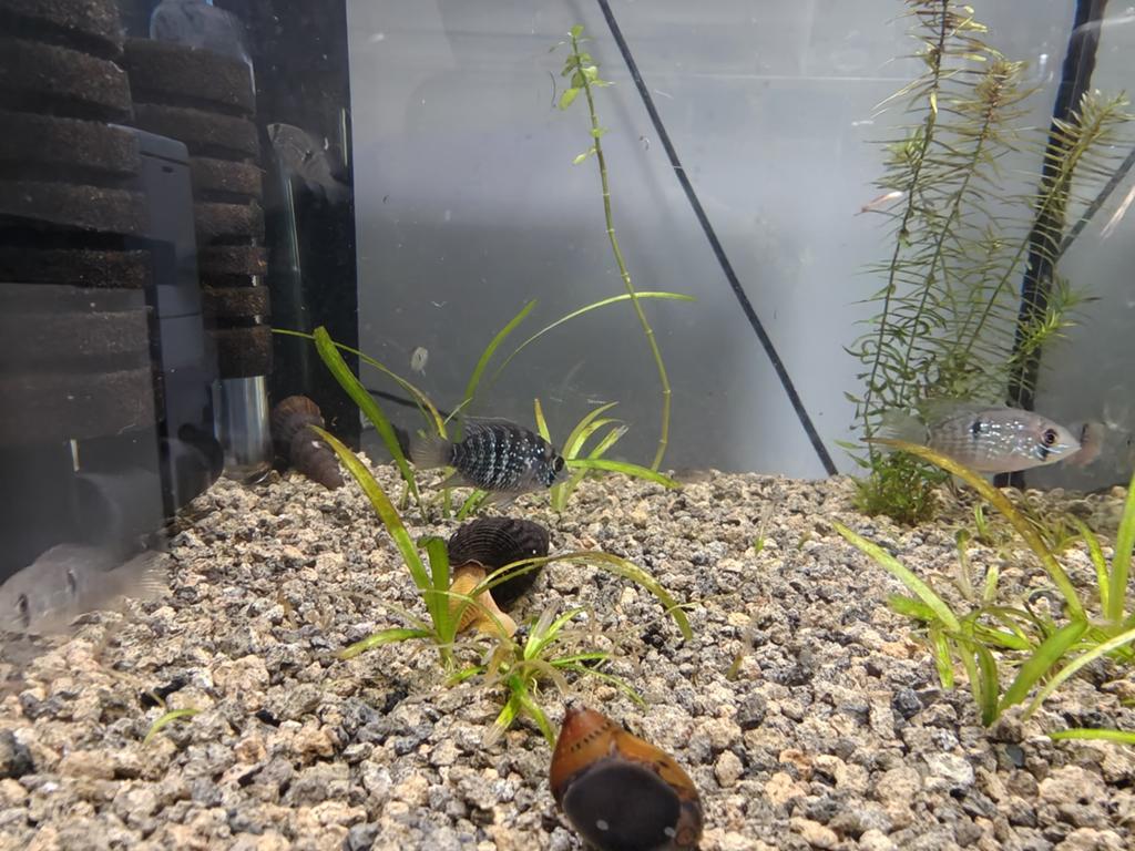 Jonge blauwe acara, Vis