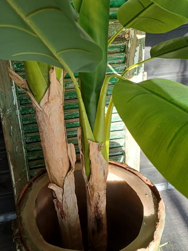 Grote bananenplant (ca. 170 cm) van Intratuin, Huis en Inrichting, Kamerplanten, Ophalen, Overige soorten, Halfschaduw, In pot