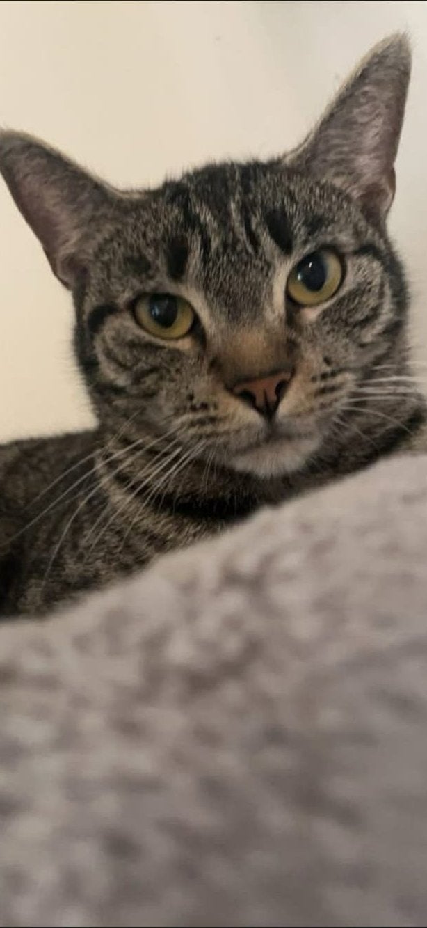 Liefdevol huisje gezocht!!!!, Poes, Kortharig, 6 jaar of ouder