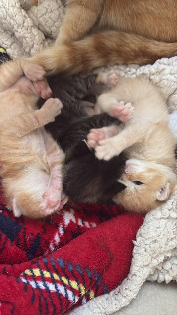 Super schattige rode kittens uit nestje van 3, Dieren en Toebehoren, Katten en Kittens | Overige Katten, Meerdere dieren