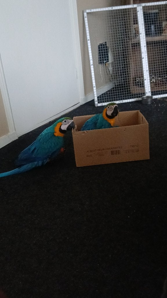 Blauw gele aras tam, Meerdere dieren, Papegaai, Tam