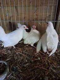 JAVA KRIELKIPPEN., Dieren en Toebehoren, Vrouwelijk, Kip