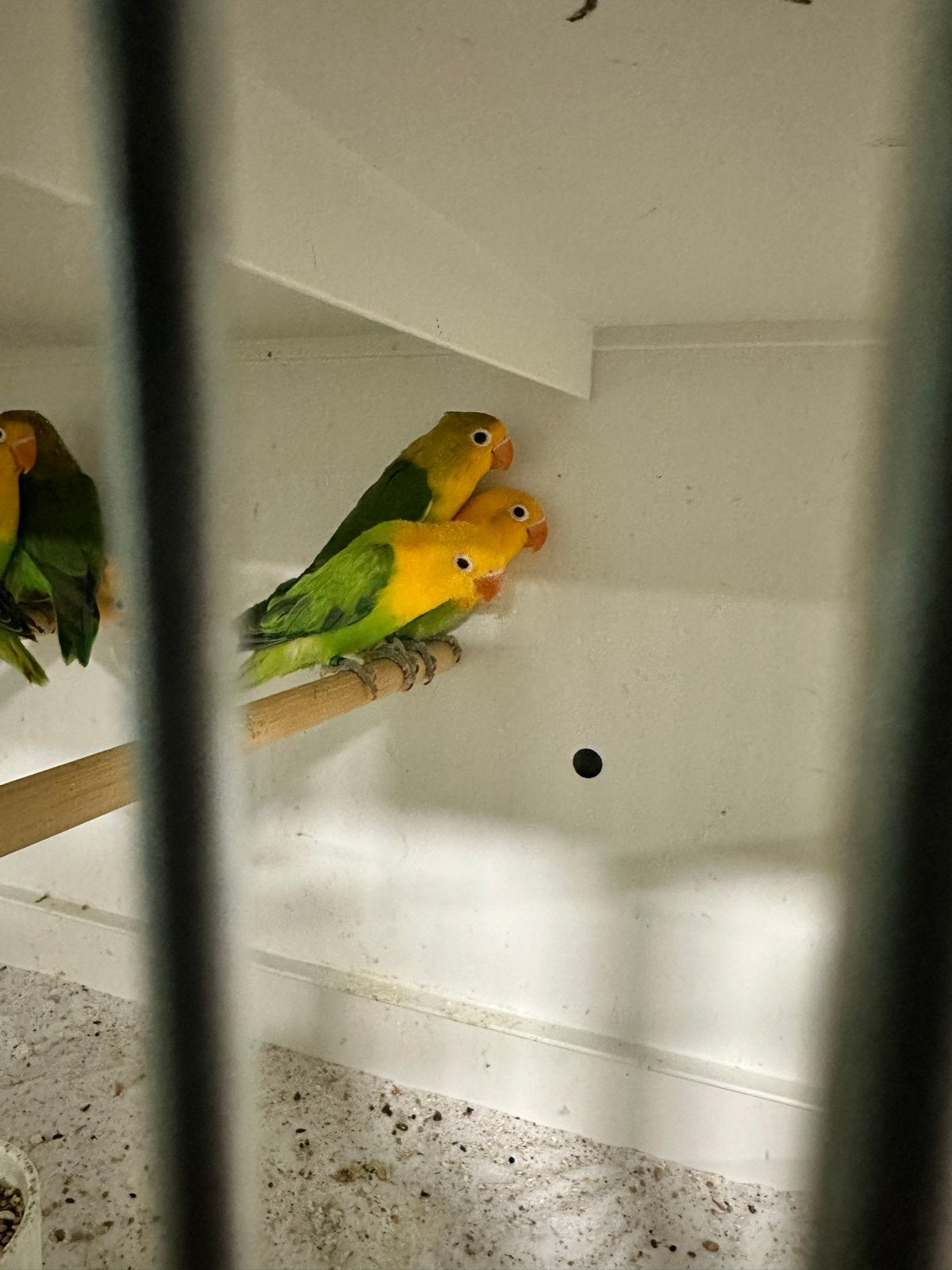 Yellowface fischeri, Meerdere dieren, Dwergpapegaai of Agapornis