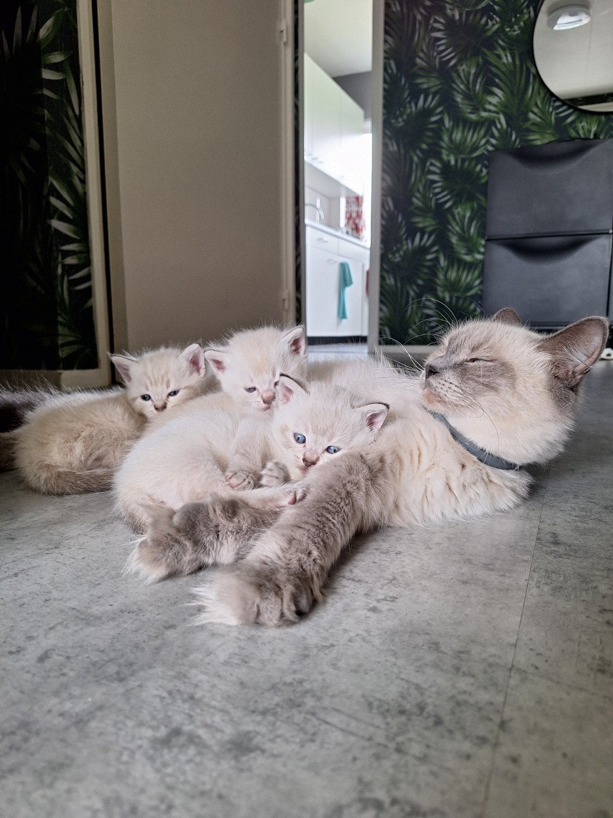 Oreo, Cookie en Snoopy zoeken goude mandje, Kater, Met stamboom