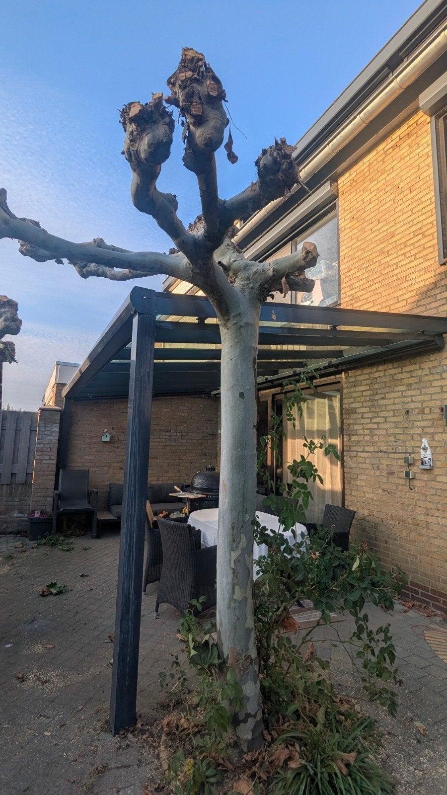 twee grote Plataan boom - Ideaal voor schaduw en privacy, Bloeit niet, Overige soorten, 250 tot 400 cm, Ophalen