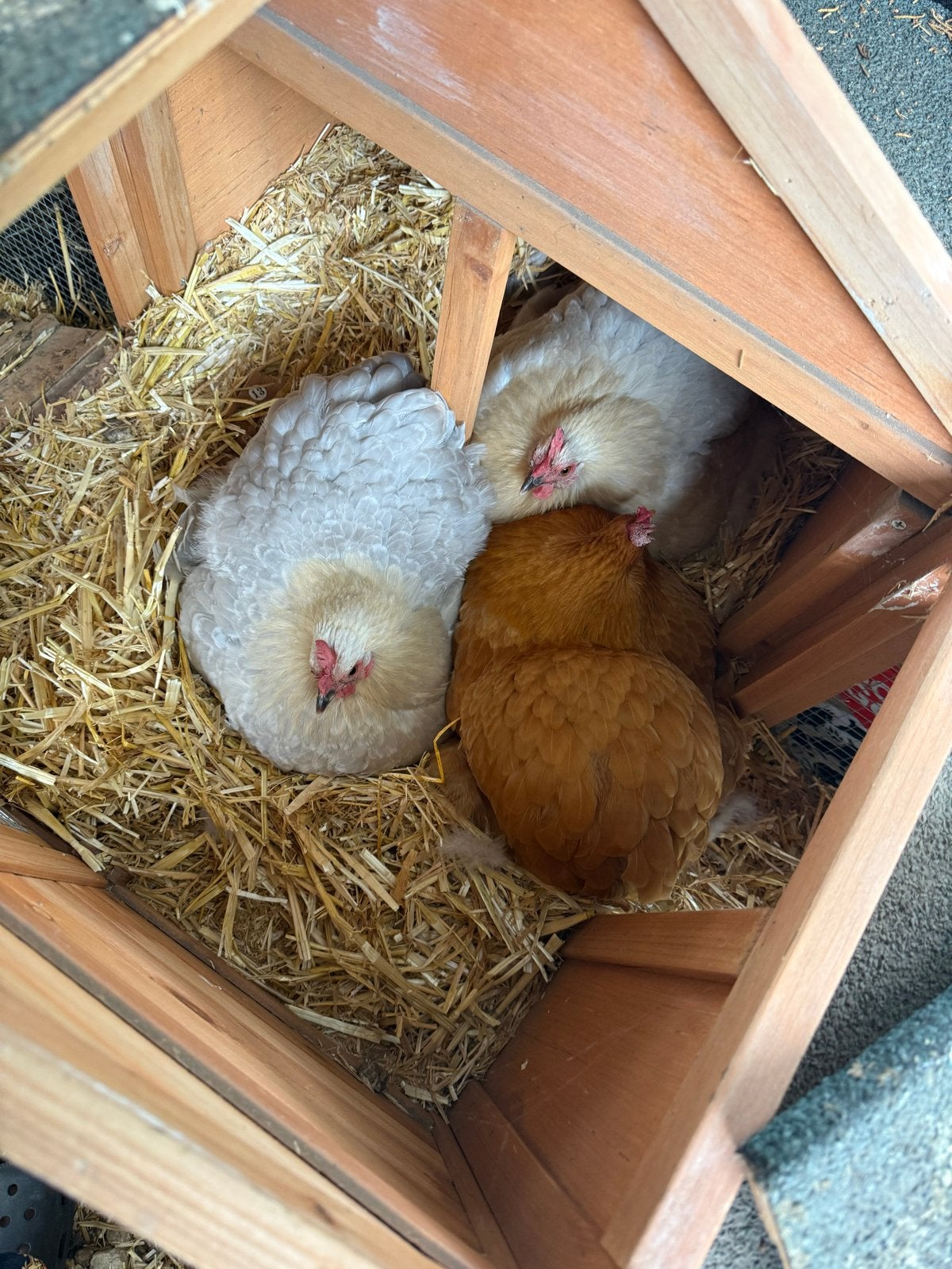 Kippenhok met 3 kippen, Dieren en Toebehoren, Pluimvee, Vrouwelijk, Kip