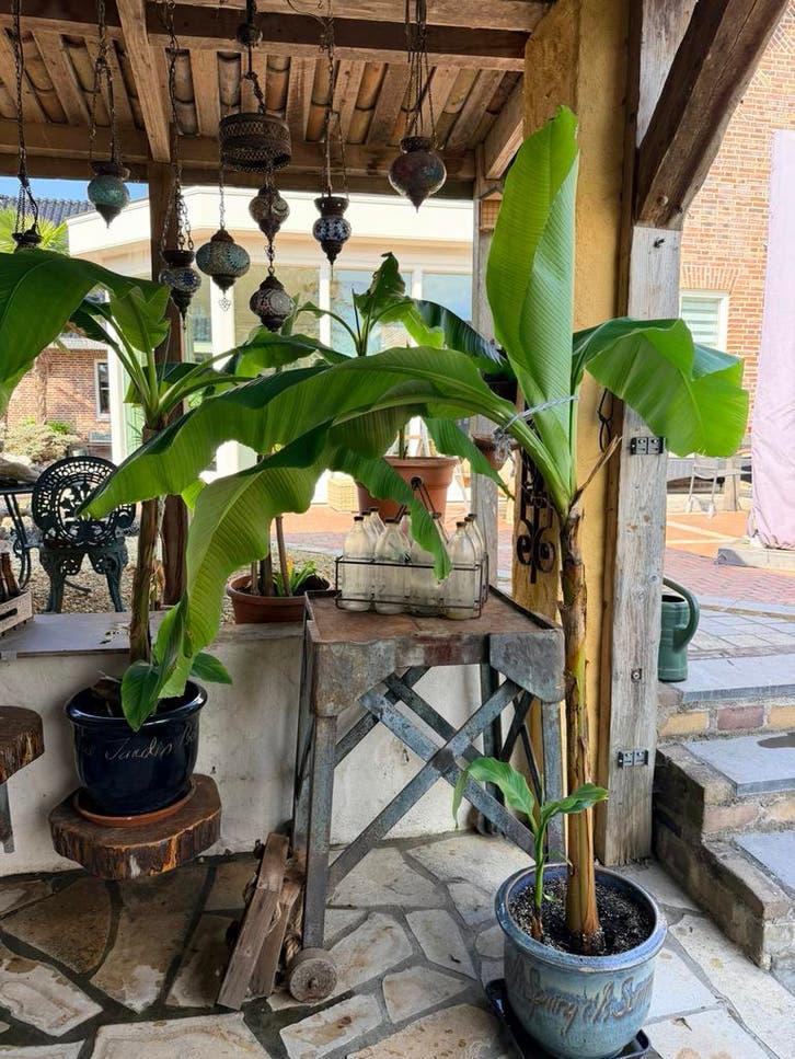 Winterharde bananen nog enkele stuks, Overige soorten, 100 tot 250 cm, Zomer, Ophalen