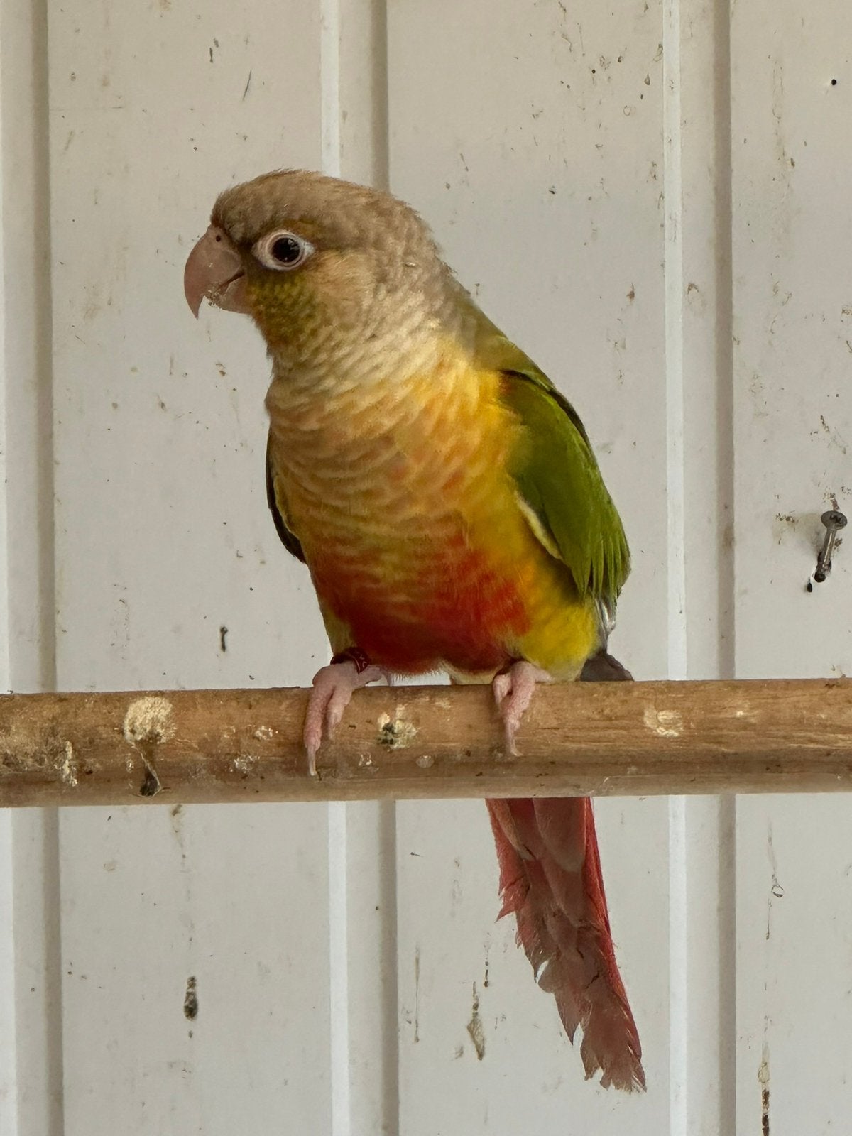 Pyrrhura 1 jaar oud popje broeds, Dieren en Toebehoren, Vogels | Parkieten en Papegaaien, Vrouwelijk, Parkiet, Geringd