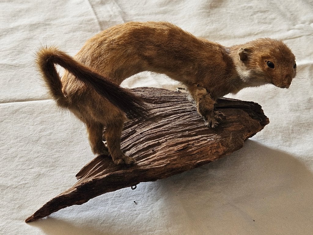 Opgezette wezel op hout, Ophalen of Verzenden, Gebruikt, Wild dier, Opgezet dier